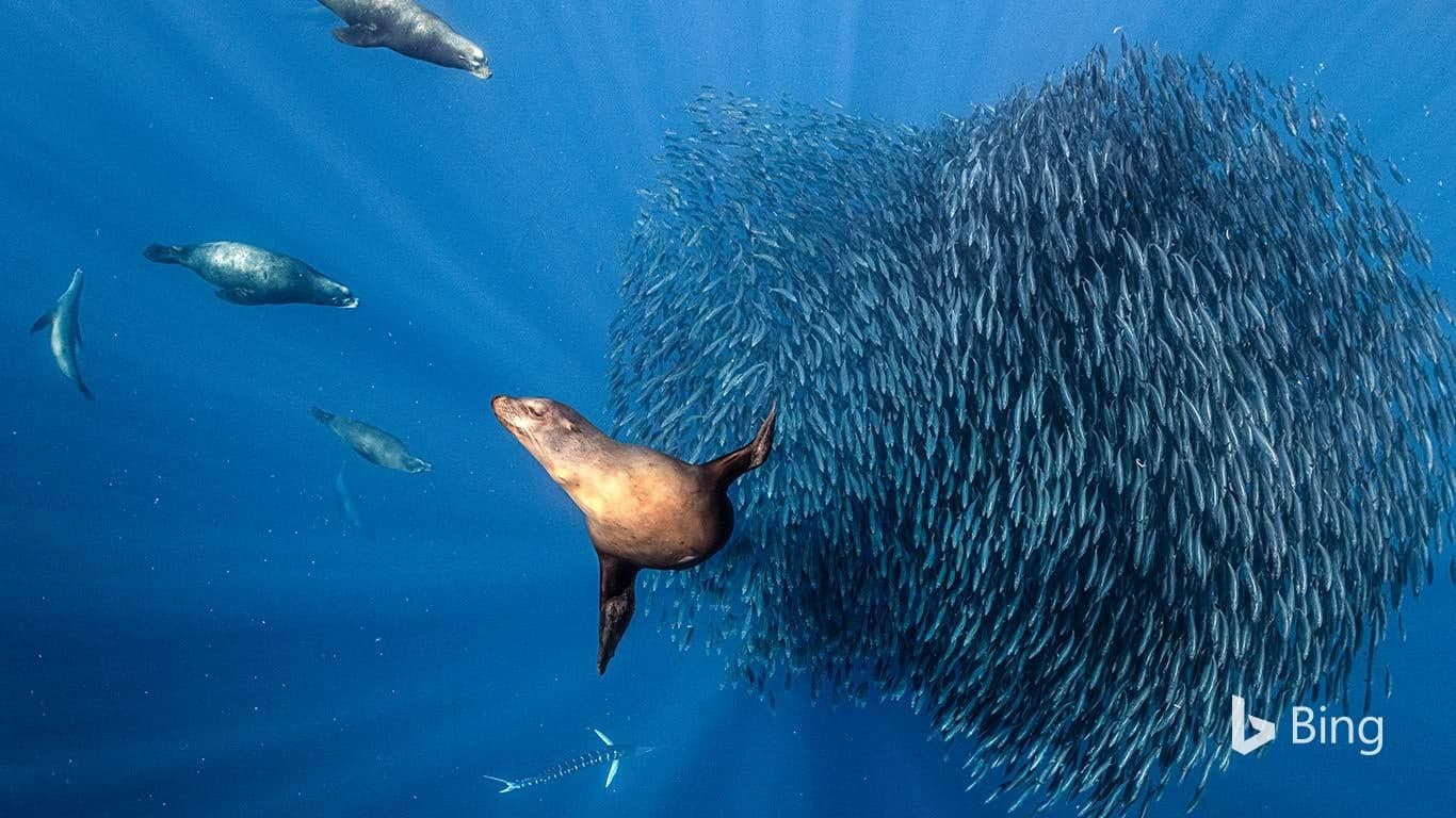 イワシの群れを狙うカリフォルニアアシカ の関連画像 1