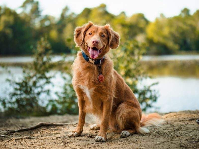 株式会社わんこライフサポート - 愛犬と暮らしを支えるパートナー の関連画像 1